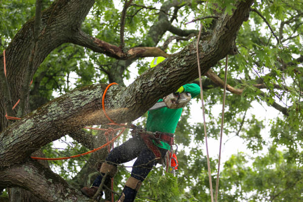 Mulching Services in Laughlin Af, TX