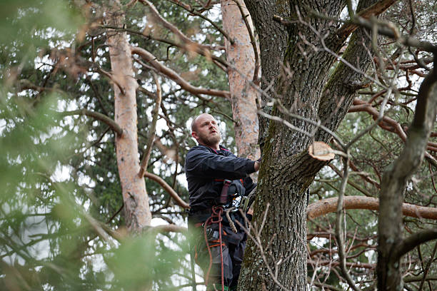 Best Arborist Consultation Services  in Laughlin Af, TX