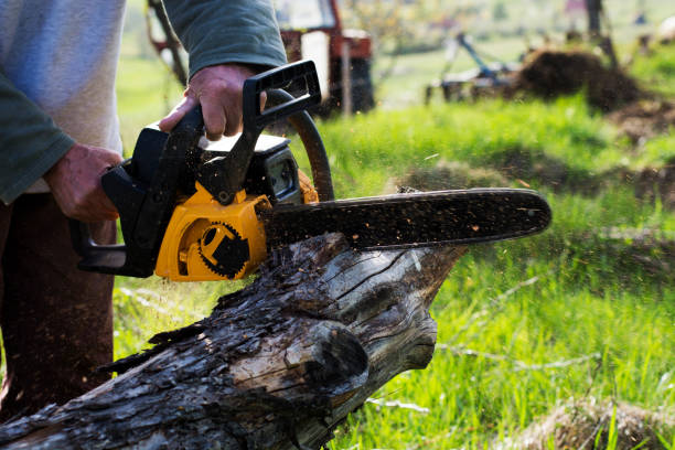 How Our Tree Care Process Works  in  Laughlin Af, TX